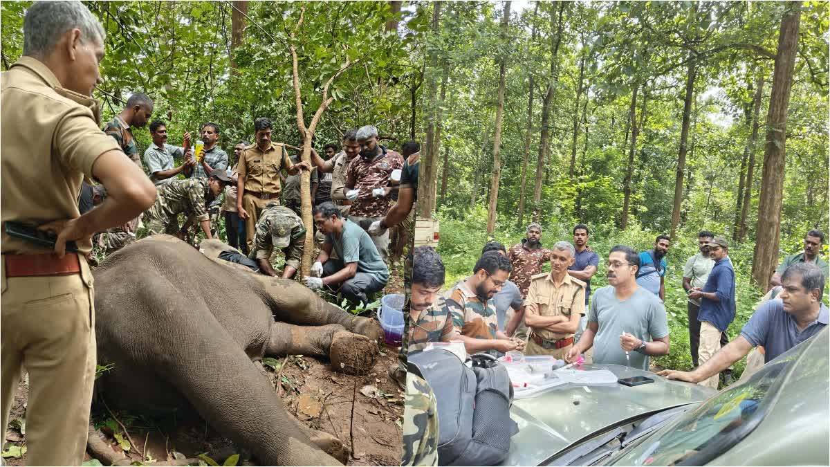 കാട്ടാനയ്ക്ക്‌ ചികിത്സ നൽകി  LATEST MALAYALAM NEWS  TREATMENT FOR INJURED ELEPHANT  WILD ELEPHANT MALAPPURAM