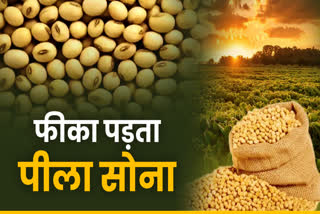 SOYABEAN MSP LATEST ISSUE MP