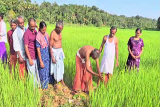 The Sacred Grain: Wayanad's Centuries-Old Rice Worship