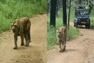 tiger roaming in Madai Area