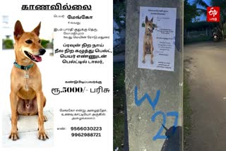 நாய் காணவில்லை தொடர்பான வைரல் போஸ்டர்