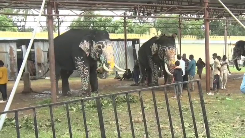 dasara elephants