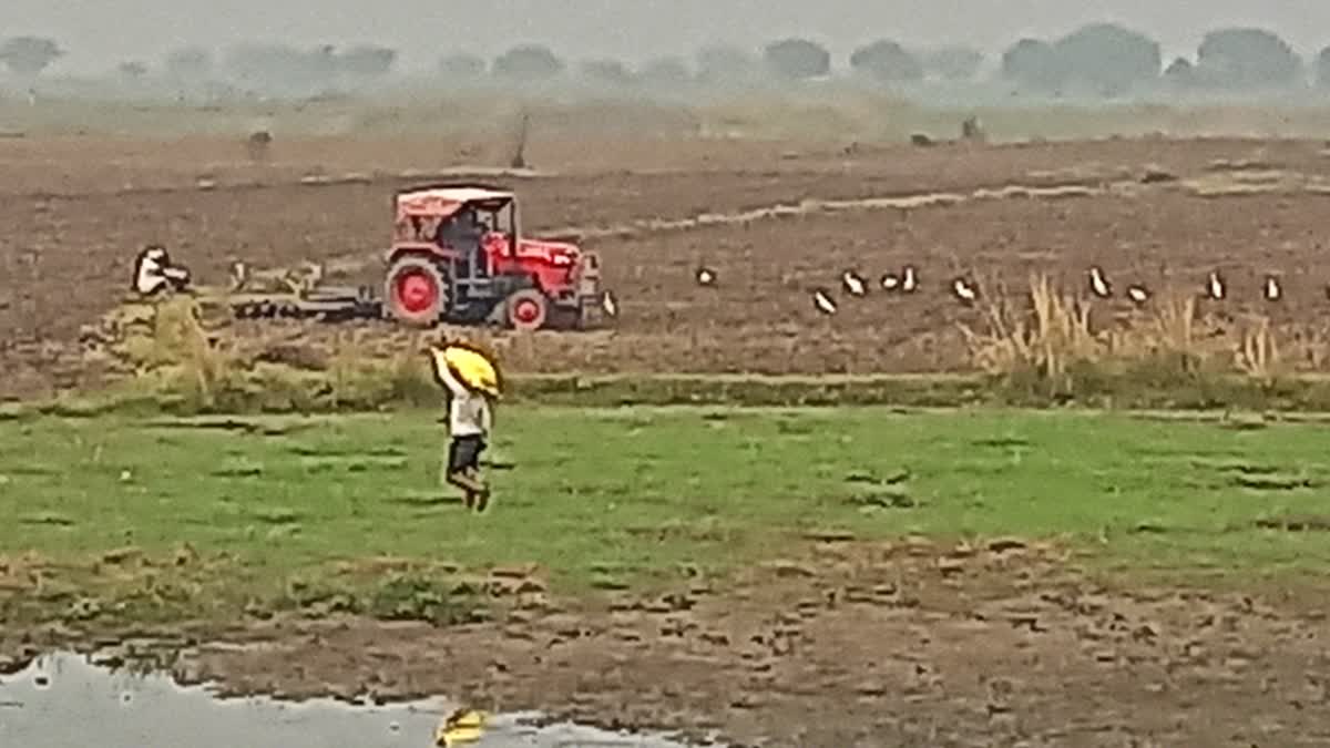 Seeds in lamps in Sahibganj