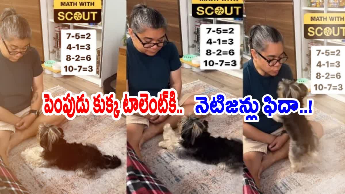 Dog Answering Maths Questions Viral Video