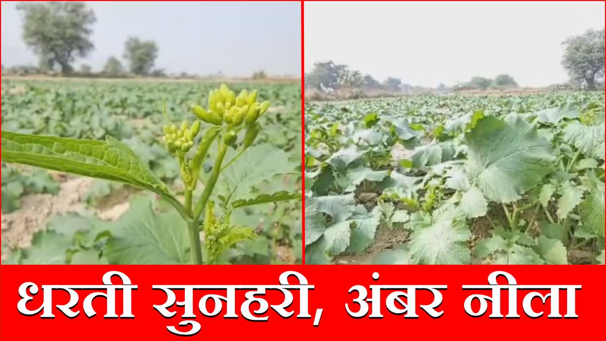 Nuh News Mustard Farming Sarso Kisan Haryana Nuh Mewat Top quality Mustard Haryana news