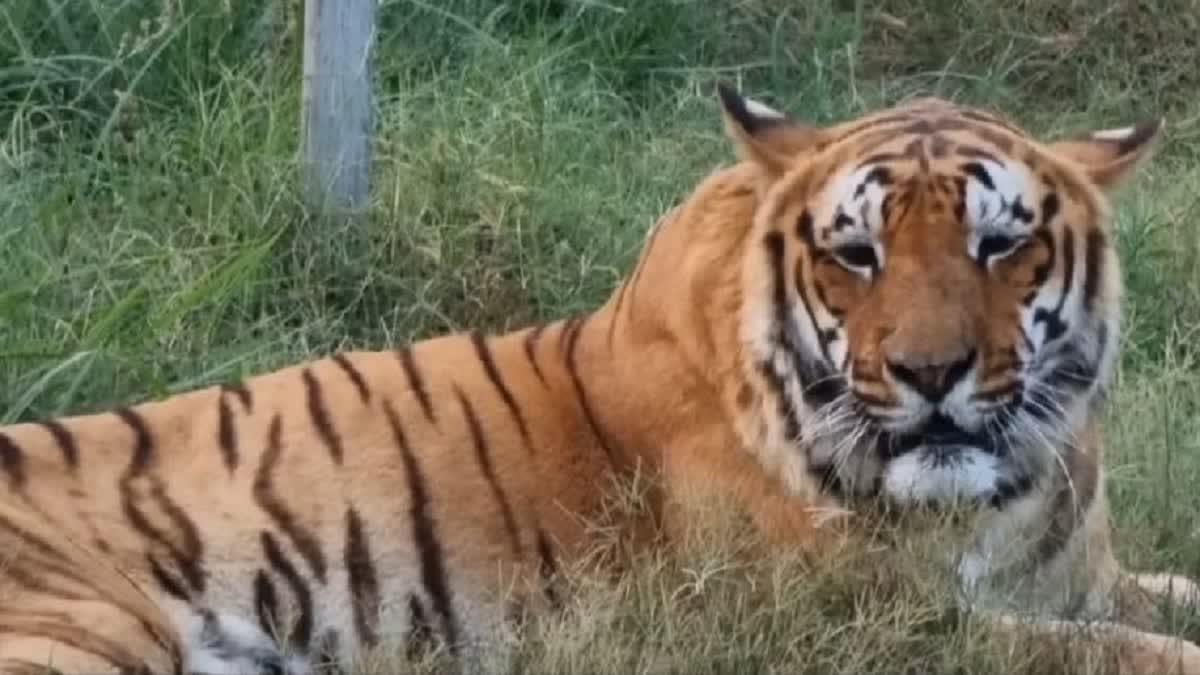 Ramangar tiger Attack