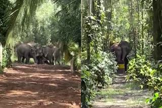 baby-elephant-rescued-by-elephants-which-stuck-in-fence-at-chikkamagaluru