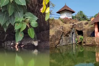 Crocodile appeared in Ananthapura temple lake  Crocodile  Ananthapura lake temple  മുതല  അനന്തപുരം ക്ഷേത്രം  ബബിയ  അനന്തപുരം ക്ഷേത്ര തടാകത്തിൽ വീണ്ടും മുതല  temple lake with Crocodile  temple  ക്ഷേത്ര തടാകത്തിൽ മുതല  Crocodile in the temple lake