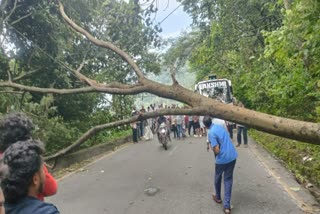 താമരശ്ശേരി ചുരത്തിൽ മരം കടപുഴകി വീണു  താമരശ്ശേരി ചുരം അപകടം  മരം വീണു  tree falls  tree falls on thamarassery churam kozhikode  thamarassery churam kozhikode  tree fell  thamarassery churam kozhikode  കോഴിക്കോട് താമരശ്ശേരി  താമരശ്ശേരി മരം വീണു