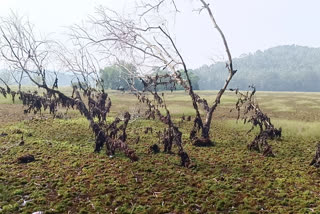 Mavoor wetland migratory birds  bird sanctuaries in Kozhikode  Mavoor wetland  migratory birds  migratory birds kerala  ദേശാടനക്കിളികളുടെ പറുദീസയായിരുന്ന മാവൂര്‍  ദേശാടനക്കിളികളുടെ പറുദീസ  മാവൂരിലെ നീര്‍ത്തടങ്ങള്‍