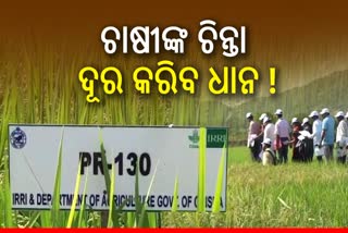 26 new varieties of paddy