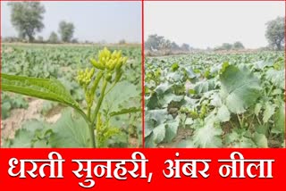 Nuh News Mustard Farming Sarso Kisan Haryana Nuh Mewat Top quality Mustard Haryana news