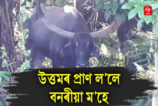 Wild buffalo attack at Kaliabor