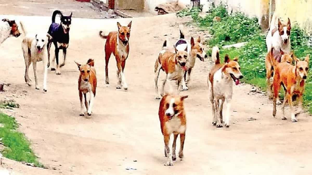 Boy Dies in Dogs Attack Penuganchiprolu