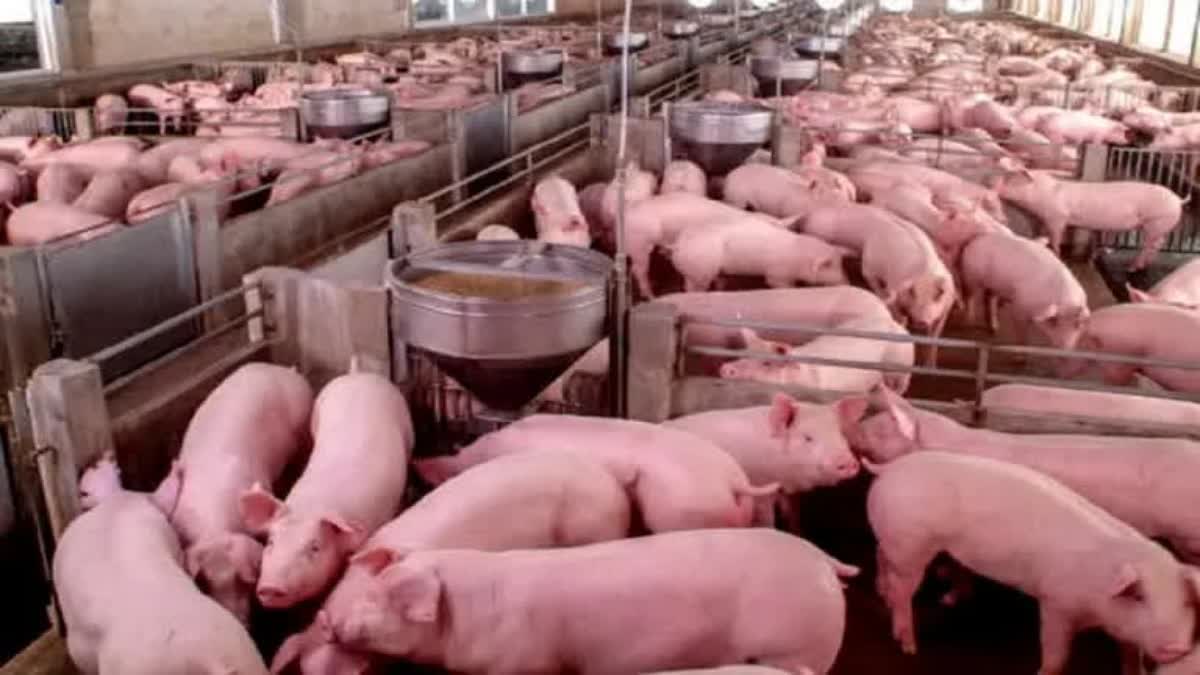 Kannur African Swine Flu  African Swine Flu Reported  കണ്ണൂരില്‍ പന്നിപ്പനി സ്ഥിരീകരണം  ആഫ്രിക്കന്‍ പന്നിപ്പനി