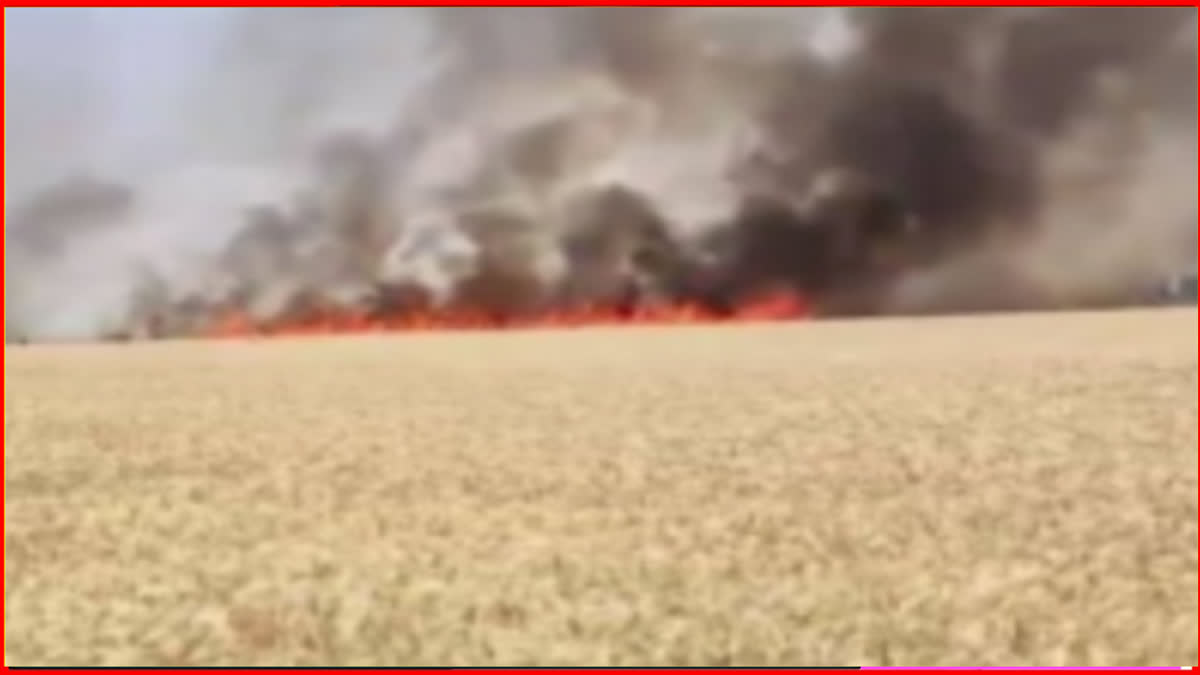 Fatehabad Paddy Stubble Fire