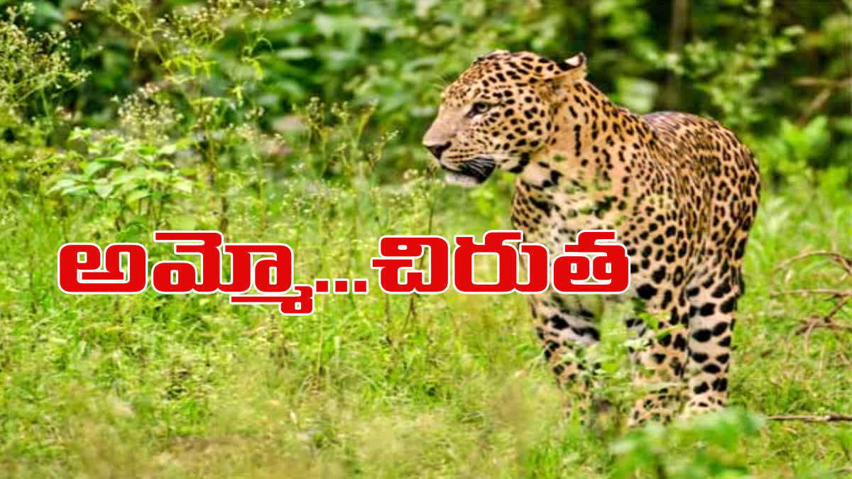 cheetah_movement_in_annamayya_dist