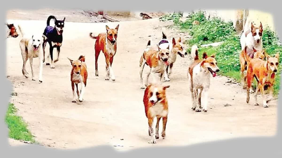 Child Died in Attack by Stray Dogs