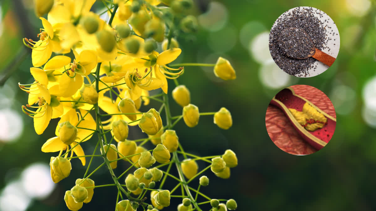 Know Health Benefits of Cassia Fistula