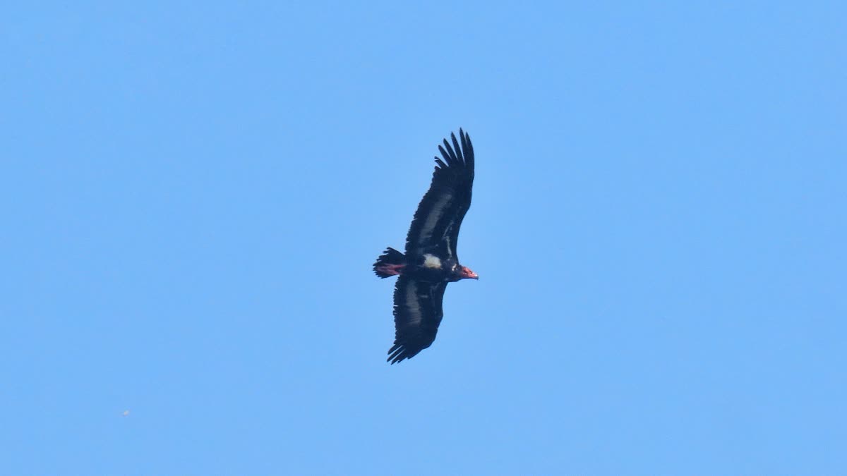 ENDANGERED RED HEADED VULTURE  ENDANGERED BIRDS IN KASARAGOD  വംശനാശ ഭീഷണി നേരിടുന്ന കാതിലക്കഴുകൻ  കാതിലക്കഴുകൻ കാസര്‍കോട്