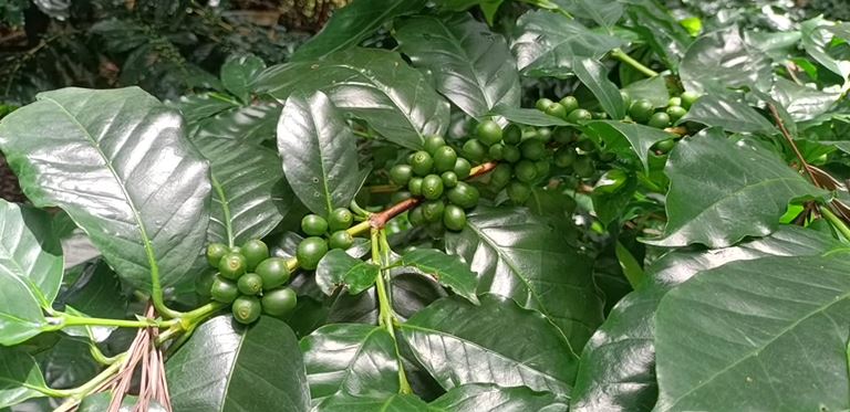 CHANDRAGIRI AND CABERI COFFEE