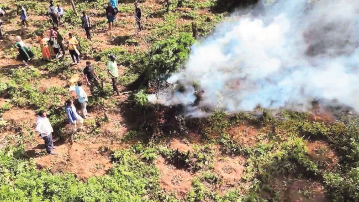 GANJA CROP CULTIVATION IN AP