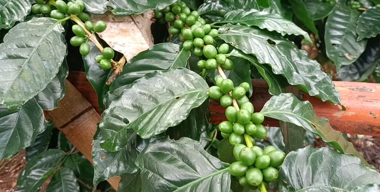 Koraput Chandragiri, Kaveri Coffees