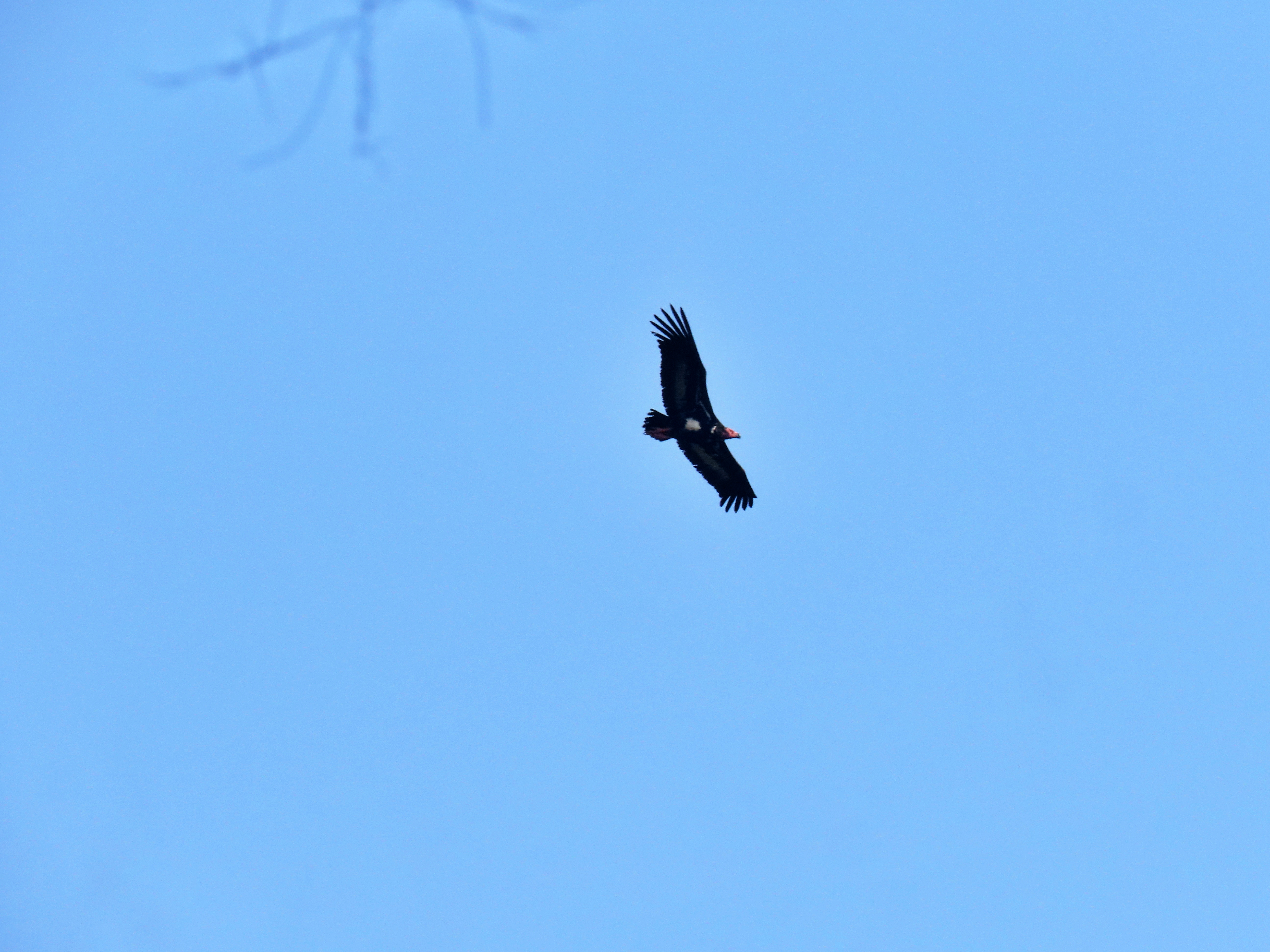 ENDANGERED RED HEADED VULTURE  ENDANGERED BIRDS IN KASARAGOD  വംശനാശ ഭീഷണി നേരിടുന്ന കാതിലക്കഴുകൻ  കാതിലക്കഴുകൻ കാസര്‍കോട്