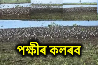 Migratory Birds At Deepar Beel