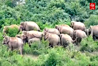 elephants migrating