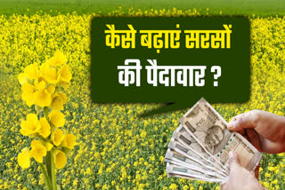 MUSTARD CULTIVATION