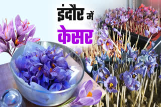 INDORE SAFFRON FARMING