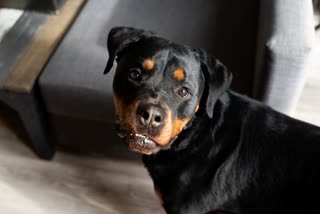 Barwani Street Dog Bite