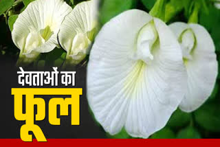 WHITE APARAJITA FLOWER OF GODS