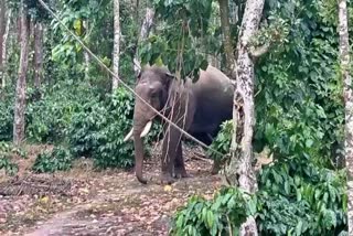 elephant-entered-into-school-ground-in-hassan