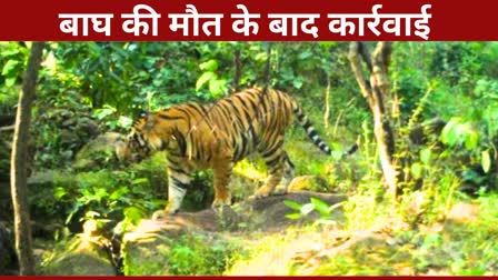 Tiger Died in Chhattisgarh