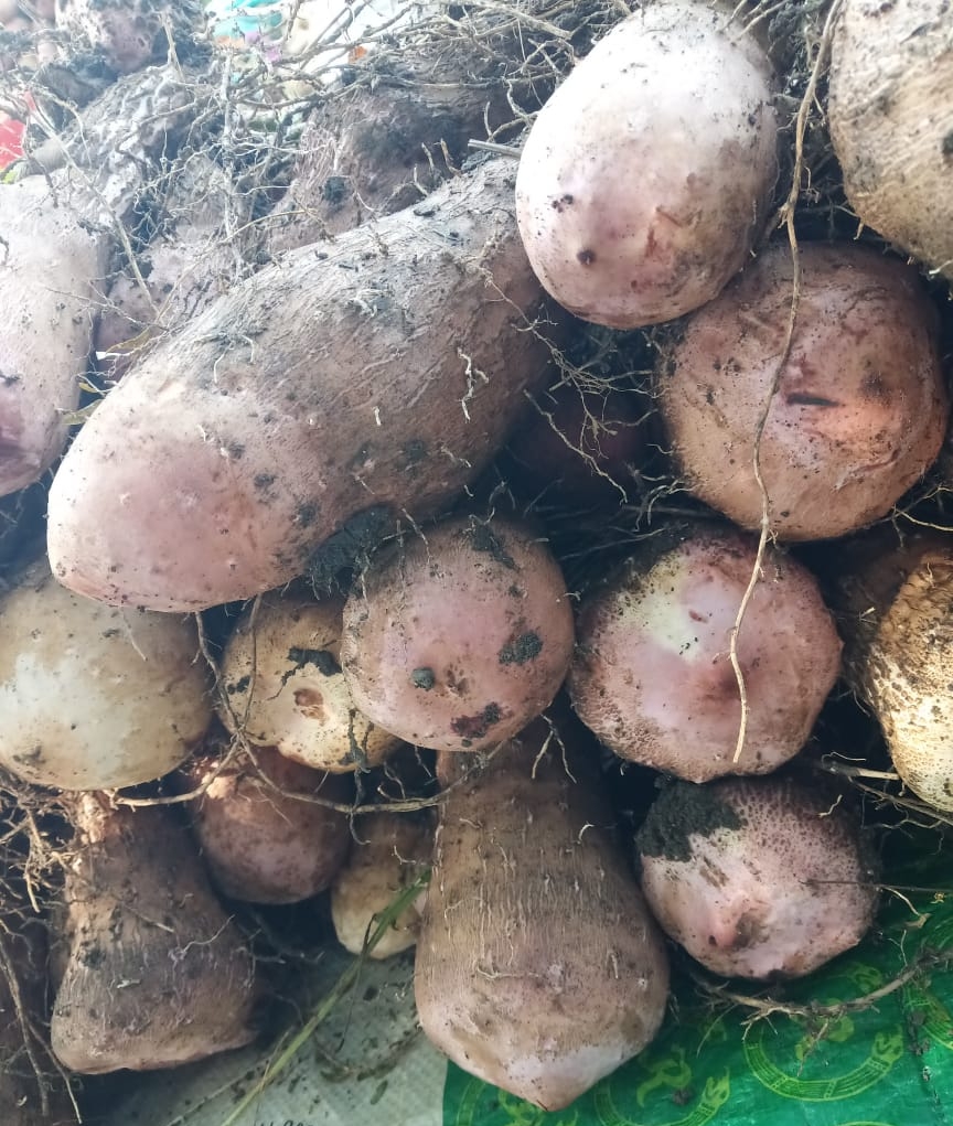 ROOT VEGETABLE GARADU