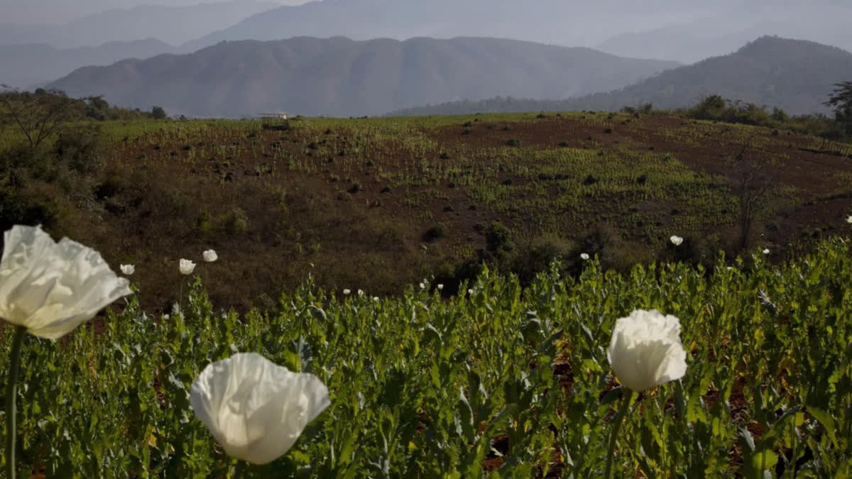 Myanmar replaces Afghanistan as world's top opium producer, says UN agency