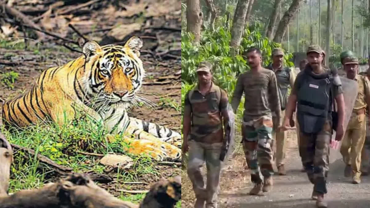 തിരച്ചില്‍ ഒരാഴ്ച പിന്നിട്ടു; വയനാട്ടിൽ നരഭോജി കടുവ കാണാമറയത്ത്