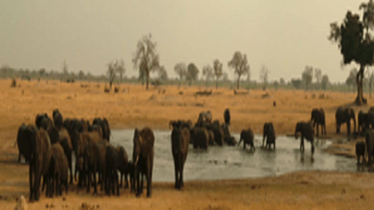 100 elephants die in Zimbabwe's largest game reserve from El Nino-induced drought