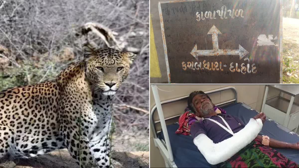 three-persons-were-seriously-injured-in-a-leopard-attack-at-kachaldhara-village-during-the-night