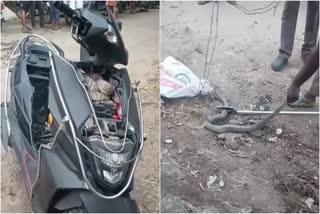 Snake In Scooty In Tamil Nadu