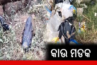 many crow died in khordha