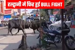 Jam in Haldwani due to bull fighting