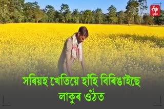 majuli youth become SELF SUFFICIENT BY GROWING MUSTARD IN majuli