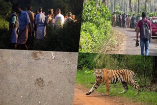 tigerissue  Forest Department  Wild Animals Attack In Kannur  വന്യജീവി ശല്യം  കടുവ ഭീതിയില്‍ കണ്ണൂര്‍  കണ്ണൂരില്‍ പുലി ശല്യം രൂക്ഷം  കണ്ണൂര്‍ വാര്‍ത്തകള്‍  കണ്ണൂര്‍ ജില്ല വാര്‍ത്തകള്‍  കണ്ണൂര്‍ പുതിയ വാര്‍ത്തകള്‍  kerala news updates  latest news in kerala