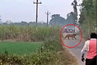 tiger seen walking in fields at Lakhimpur Kheri