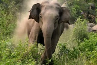 Elephant Attack on House