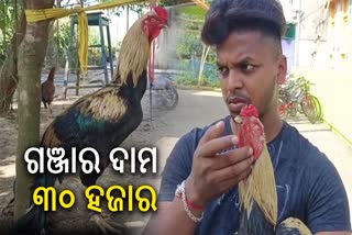 Fighter cock costs 30 thousand rupees