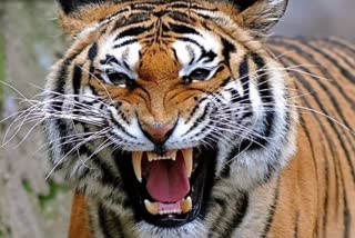 tiger-seen in-almora